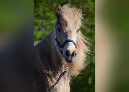 Caballos islandeses, Yegua, 3 años