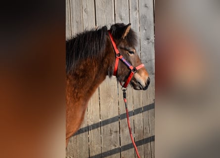 Caballos islandeses, Yegua, 3 años, Castaño