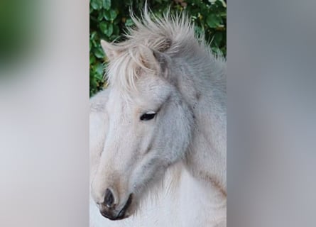 Caballos islandeses, Yegua, 3 años, Palomino
