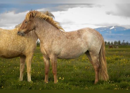 Caballos islandeses, Yegua, 3 años, Ruano alazán