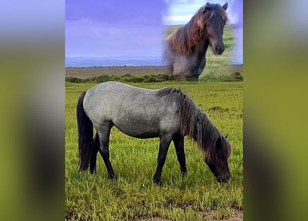 Caballos islandeses, Yegua, 3 años, Ruano azulado