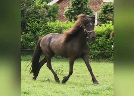 Caballos islandeses, Yegua, 4 años, 136 cm, Negro