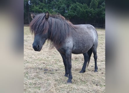 Caballos islandeses, Yegua, 4 años, 137 cm, Ruano azulado