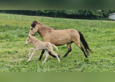 Caballos islandeses, Yegua, 4 años, 138 cm