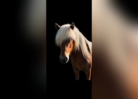 Caballos islandeses, Yegua, 4 años, 139 cm, Alazán