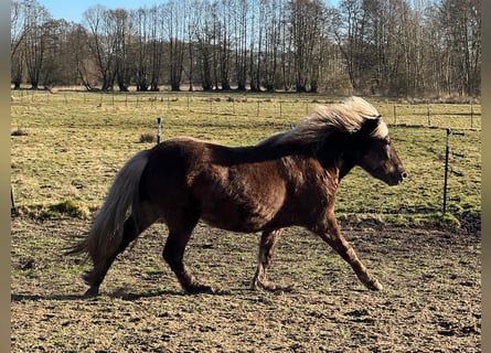 Caballos islandeses, Yegua, 4 años, 139 cm