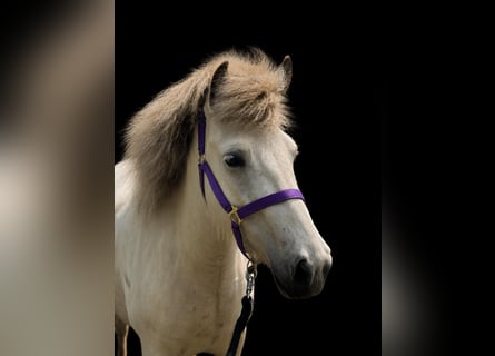 Caballos islandeses, Yegua, 4 años, 139 cm