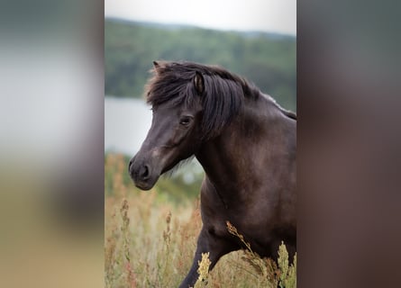 Caballos islandeses, Yegua, 4 años, 140 cm, Negro
