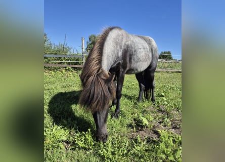 Caballos islandeses, Yegua, 4 años, 140 cm, Ruano azulado