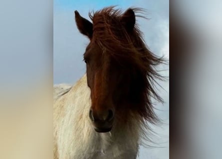 Caballos islandeses, Yegua, 4 años, Pío