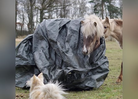 Caballos islandeses, Yegua, 5 años, 130 cm