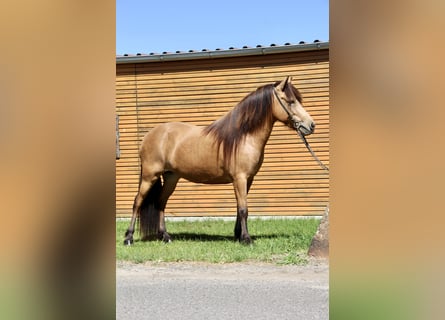 Caballos islandeses, Yegua, 5 años, 136 cm, Buckskin/Bayo