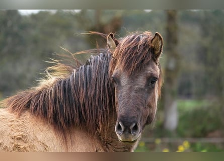 Caballos islandeses, Yegua, 5 años, 136 cm, Grullo