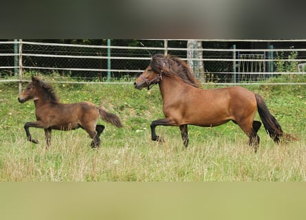 Caballos islandeses, Yegua, 5 años, 137 cm, Castaño