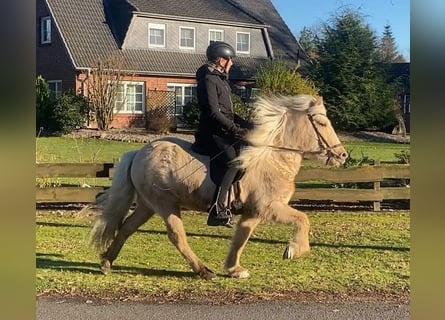 Caballos islandeses, Yegua, 5 años, 138 cm, Palomino