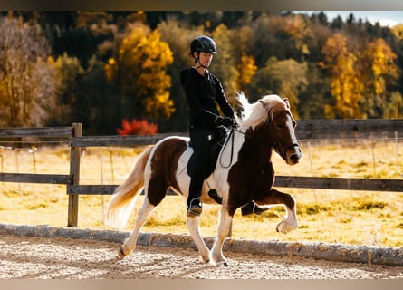 Caballos islandeses, Yegua, 5 años, 139 cm, Pío