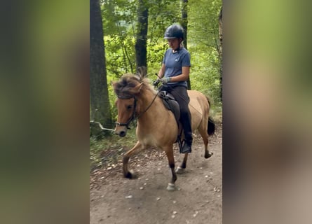 Caballos islandeses, Yegua, 5 años, 140 cm, Bayo