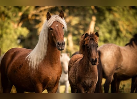 Caballos islandeses, Yegua, 5 años, 140 cm