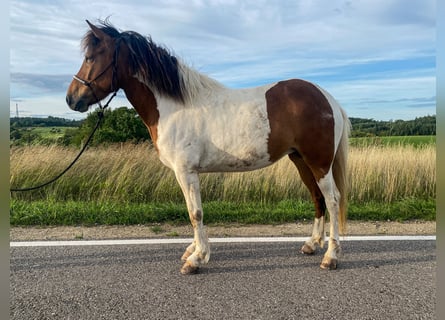 Caballos islandeses, Yegua, 5 años, 140 cm, Pío