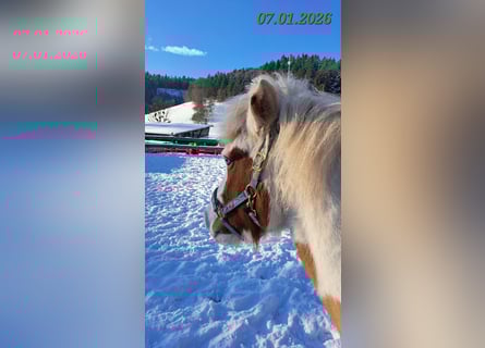 Caballos islandeses, Yegua, 5 años, 142 cm, Pío