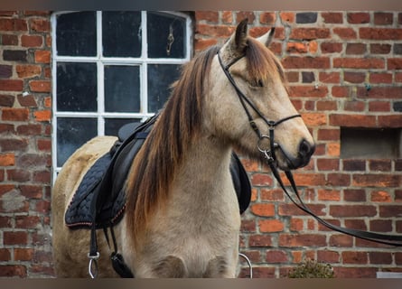 Caballos islandeses, Yegua, 5 años, 144 cm