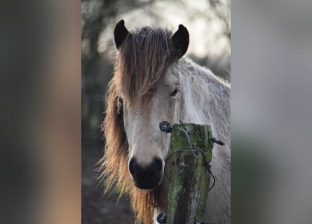 Caballos islandeses, Yegua, 5 años, 144 cm