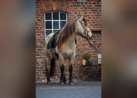 Caballos islandeses, Yegua, 5 años, 144 cm