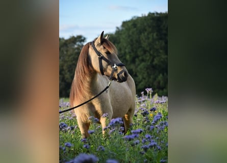 Caballos islandeses, Yegua, 5 años, 144 cm