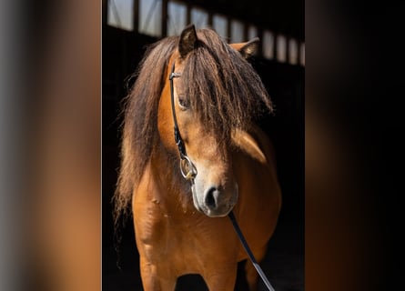 Caballos islandeses, Yegua, 5 años, 144 cm, Castaño