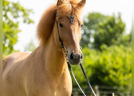 Caballos islandeses, Yegua, 5 años, 145 cm, Bayo