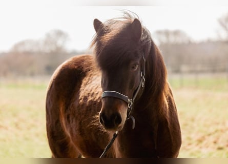 Caballos islandeses, Yegua, 5 años, 145 cm, Castaño