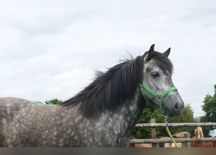 Caballos islandeses, Yegua, 5 años, 145 cm, Tordillo negro