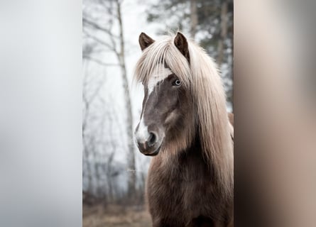 Caballos islandeses, Yegua, 6 años, 130 cm