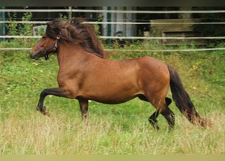 Caballos islandeses, Yegua, 6 años, 137 cm, Castaño