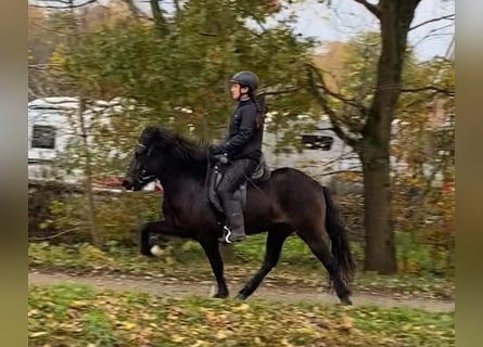 Caballos islandeses, Yegua, 6 años, 137 cm, Castaño oscuro