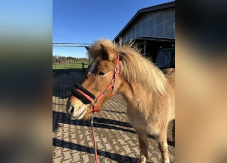 Caballos islandeses, Yegua, 6 años, 138 cm, Bayo