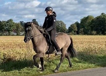 Caballos islandeses, Yegua, 6 años, 138 cm, Bayo