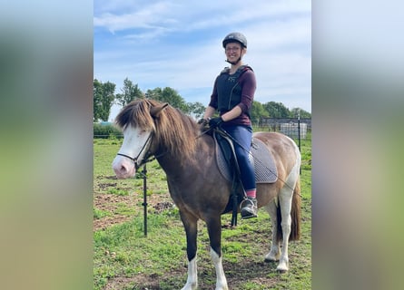 Caballos islandeses, Yegua, 6 años, 138 cm