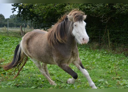 Caballos islandeses, Yegua, 6 años, 138 cm