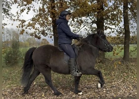 Caballos islandeses, Yegua, 6 años, 138 cm, Negro