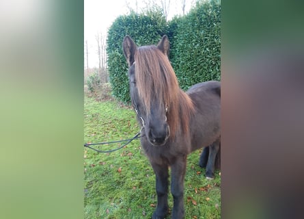 Caballos islandeses, Yegua, 6 años, 138 cm, Negro