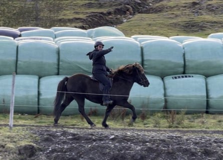 Caballos islandeses, Yegua, 6 años, 139 cm, Negro