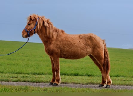 Caballos islandeses, Yegua, 6 años, 140 cm, Bayo