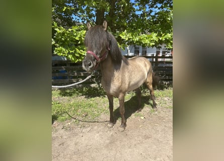 Caballos islandeses, Yegua, 6 años, 140 cm, Bayo