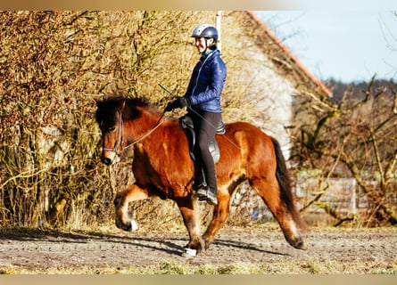 Caballos islandeses, Yegua, 6 años, 140 cm, Castaño