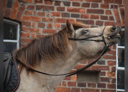 Caballos islandeses, Yegua, 6 años, 140 cm, Tobiano-todas las-capas