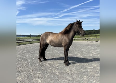 Caballos islandeses, Yegua, 6 años, 141 cm