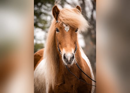 Caballos islandeses, Yegua, 6 años, 142 cm, Pío