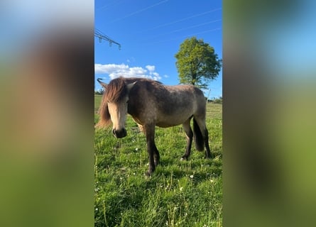 Caballos islandeses, Yegua, 6 años, 144 cm