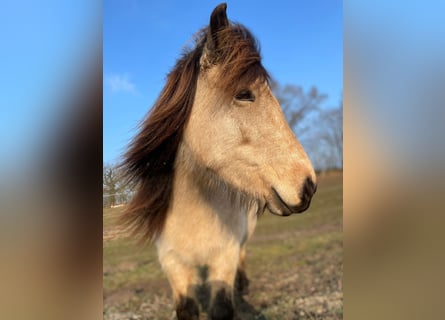 Caballos islandeses, Yegua, 6 años, 144 cm